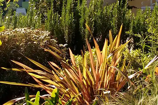 Parterre mixto con formio, romero y arbustos en un jardín de Barcelona