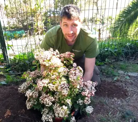 Chris Nolan, jardinero de Huertocity, plantando un arbusto en flor