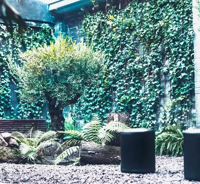 Patio con olivo, muro cubierto de hiedra y helechos