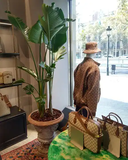 Ave del paraíso en maceta en el escaparate de una tienda Gucci