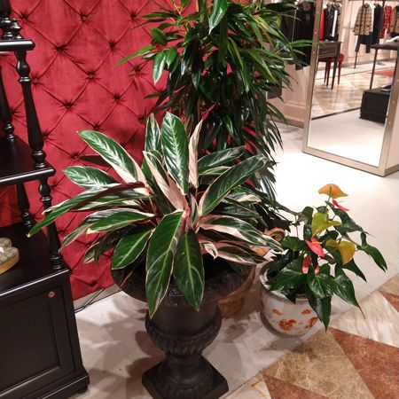 Composición de plantas de interior en una tienda Gucci