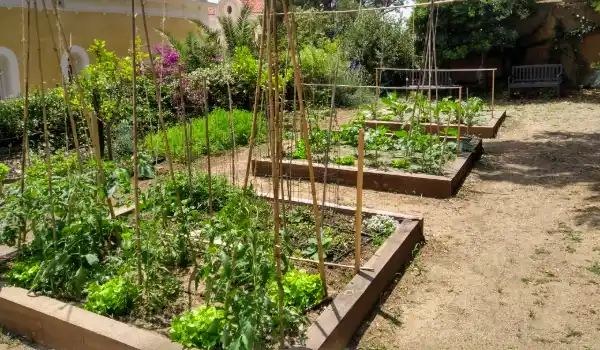 Huerto con bancales de madera y cañas para tomateras