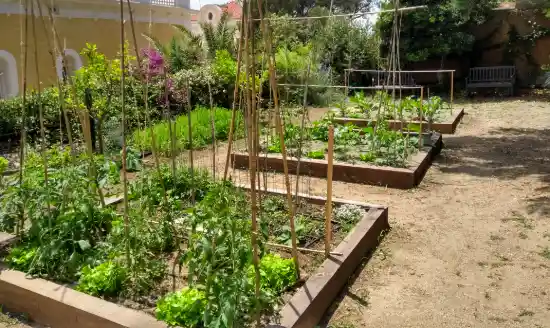 Huerto en el jardín con bancales de madera y cañas para tomateras