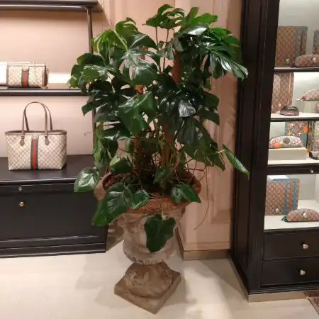 Monstera en una maceta clásica dentro de una tienda Gucci