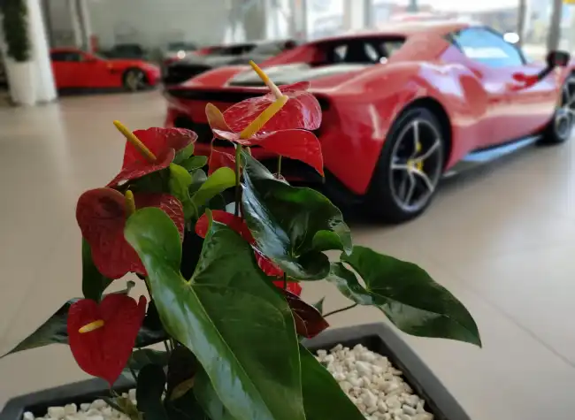 Anturio rojo en un concesionario Ferrari