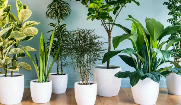 Plantas de interior para hoteles, tiendas y oficinas