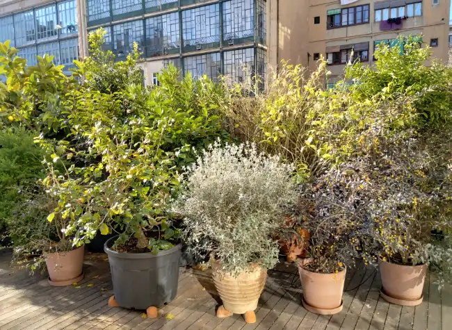 Terraza con macetas de olivos, lavanda y plantas mediterráneas
