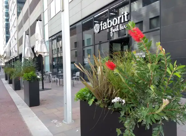 Jardinería para cafeterías y bares, con servicio de mantenimiento también