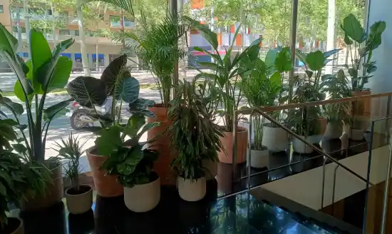 Grupo de plantas de interior junto a los ventanales del hotel Sheraton