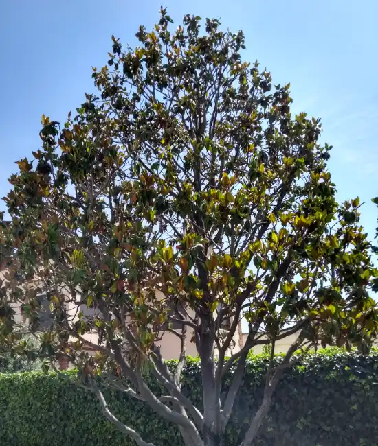 Magnolio podado en un jardín de Sant Cugat