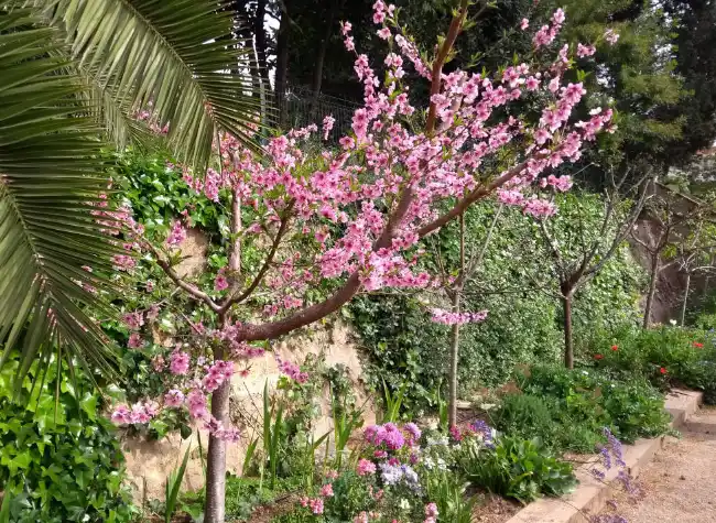 Árbol frutal en flor en un jardín