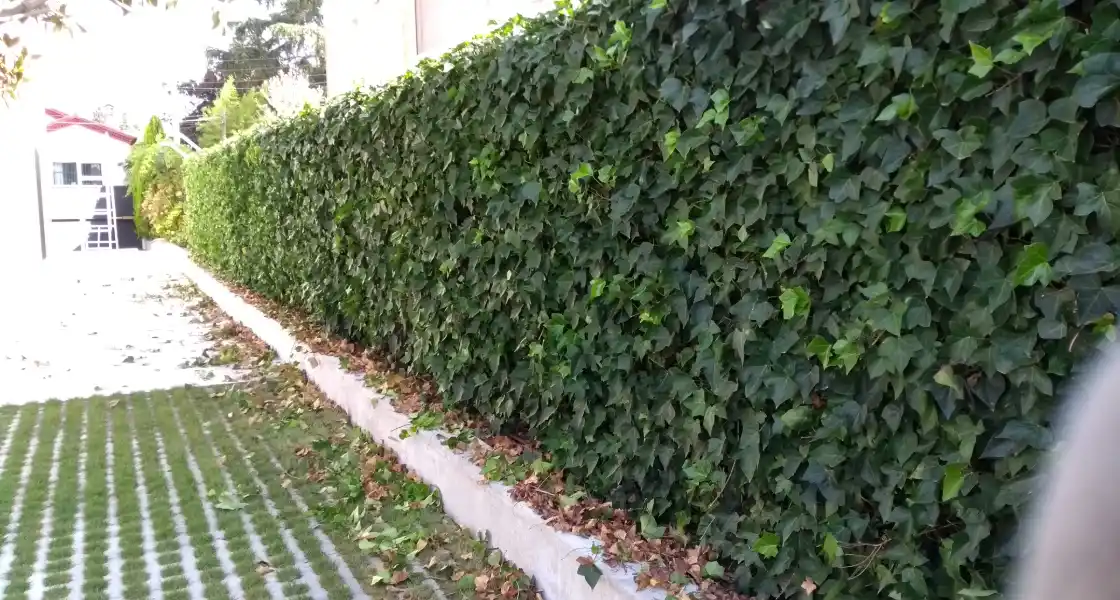 Muro de hiedra podado junto a un aparcamiento de césped