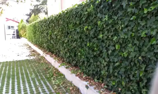 Muro de hiedra recién podado junto a un aparcamiento