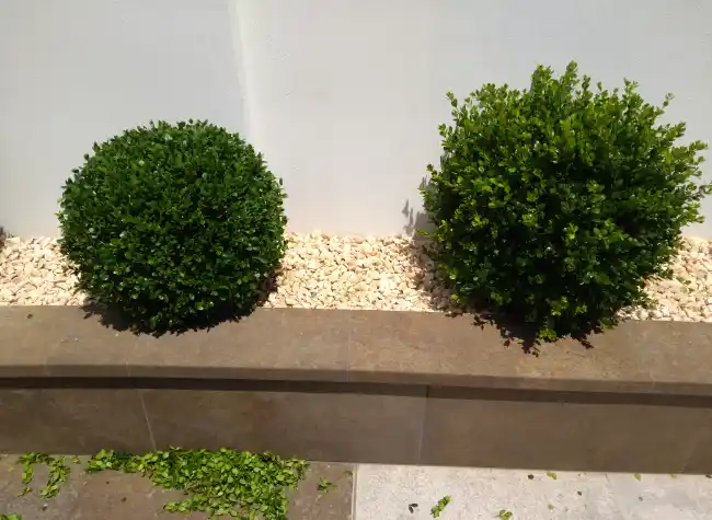 Bojes podados en forma de bola en una jardinera
