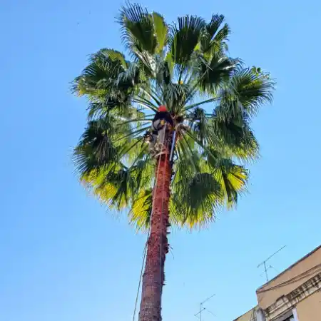 Poda de palmeras en Barcelona