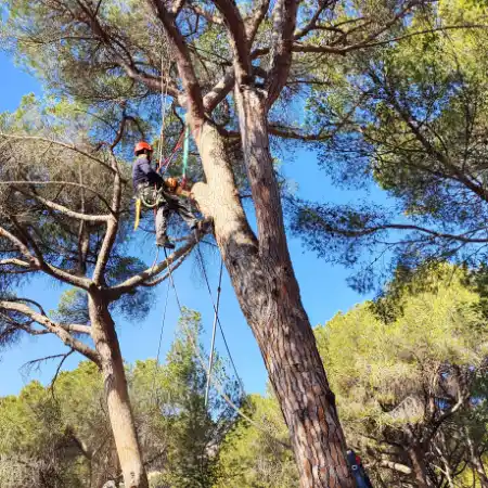 Poda en altura de un pino con técnicas de trepa