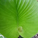 Detalle de una gran hoja verde de planta tropical