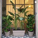 Plantas de interior en macetas junto a la ventana de una oficina