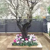 Olivo en un parterre de madera con ciclámenes en una terraza